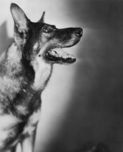 Rin Tin Tin from the 1929 film Frozen River.