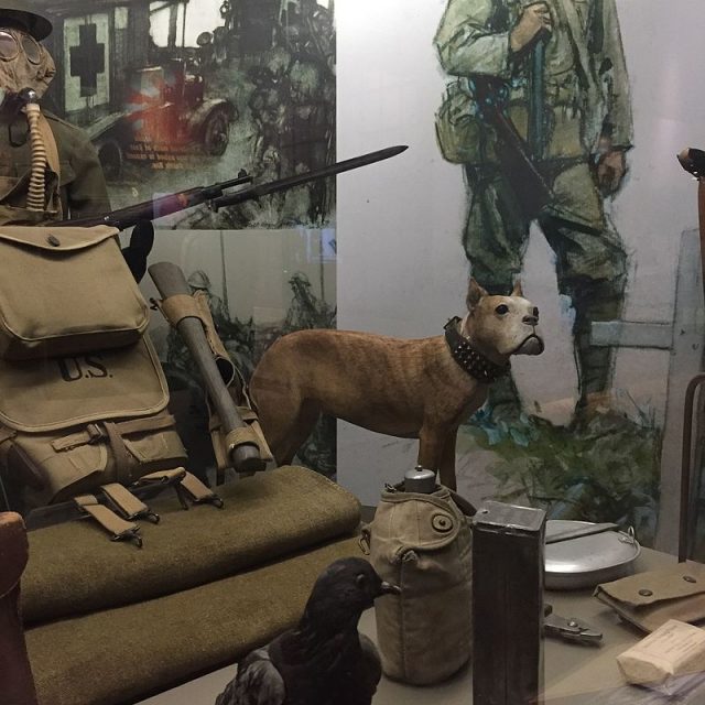 Sgt. Stubby and Cher Ami on display at the NMAH.Photo: Laura A. Macaluso, Ph.D. CC BY-SA 4.0