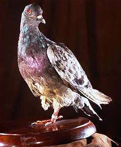 War pigeon Cher Ami