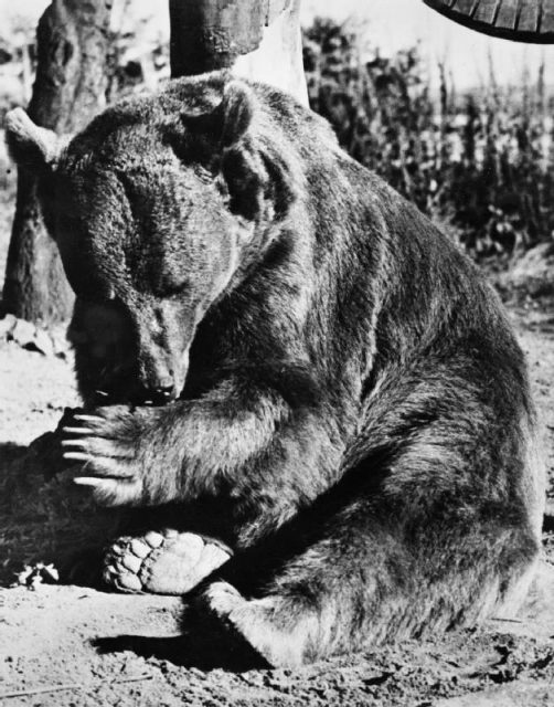 Wojtek (Voytek) the Syrian bear adopted by the 22 Artillery Support Company (Army Service Corps, 2nd Polish Corps) relaxing at Winfield Aerodrome on Sunwick Farm, near Hutton in Berwickshire, the unit’s temporary home after the war.