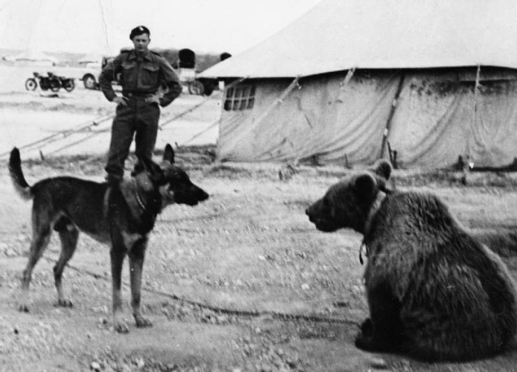 In the Middle East a soldier of the 22nd Transport Artillery Company (Army Service Corps, 2nd Polish Corps) watches as a dog warily eyes up an unusual recruit, Wojtek (Voytek) a Syrian bear. The bear was the unit’s mascot.