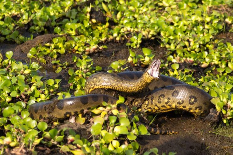 Anaconda in its native habit. But do they live in Africa?