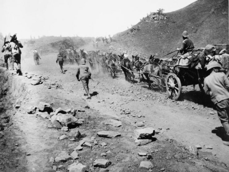 A British mule train during the Second Anglo-Boer War, South Africa