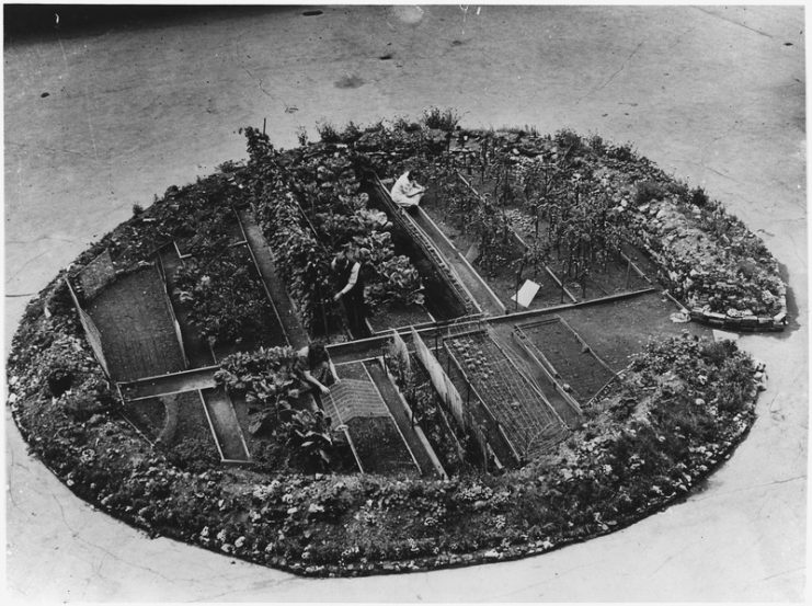 A victory garden in a bomb crater in London during WWII.