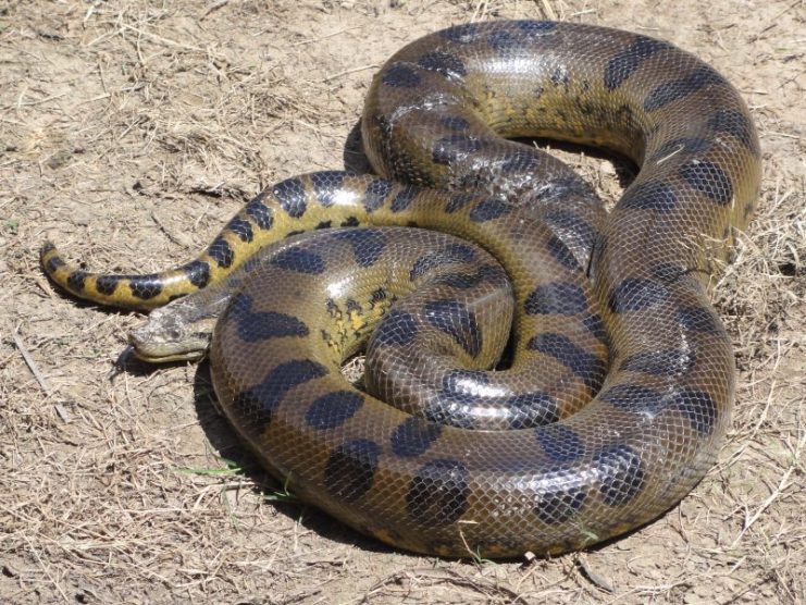 South American Annaconda. Thought to be the largest snake in the World.