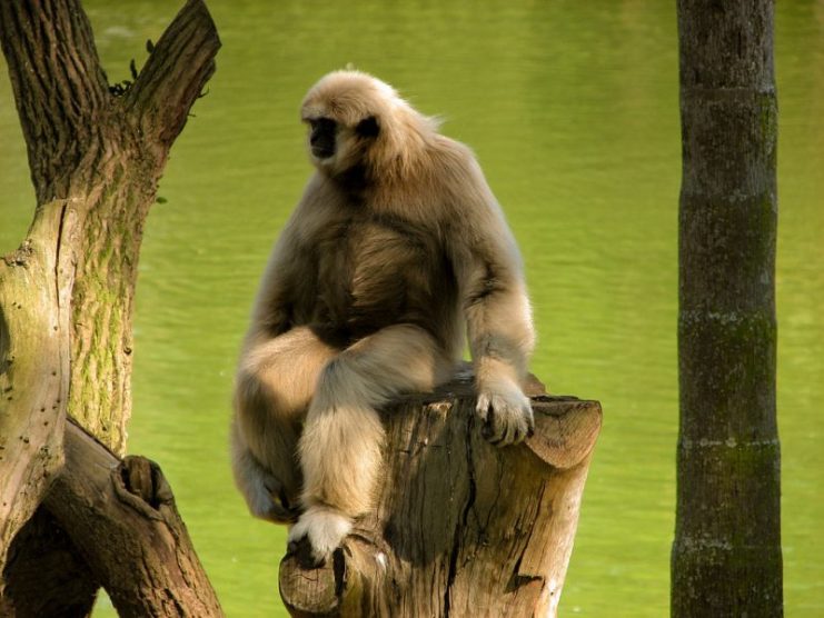 A lar gibbon (Hylobates lar) sitting on a stump over water. D L (Diego Lapertina) / CC BY-SA 2.0