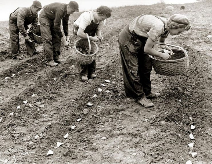 Men and women planting potatoes (circa 1950)