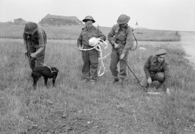 A mine-detection team, aided by their ‘sniffer’ dog, at work on Carpiquet aifield, near Caen, Normandy, following its capture on 9 July 1944.