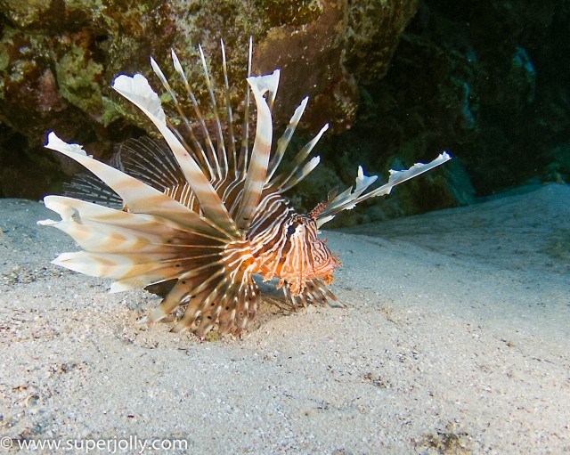 SUPER JOLLY thistlegorm lion fish