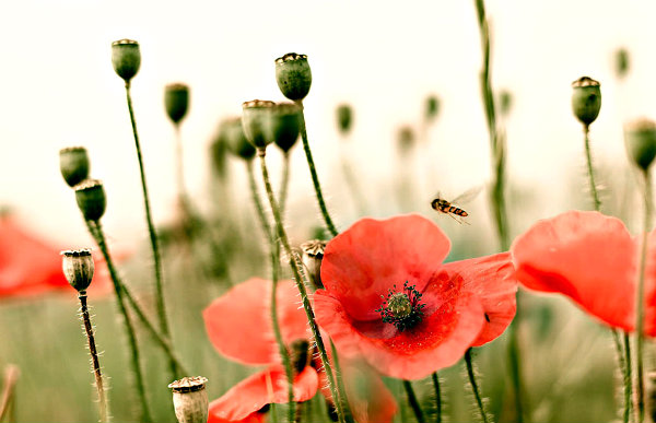 The Poppies And The Great War How These Flowers Became The Symbol Of WWI