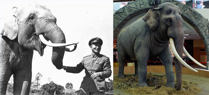 5 Amazing Animals That Served in the Military-05