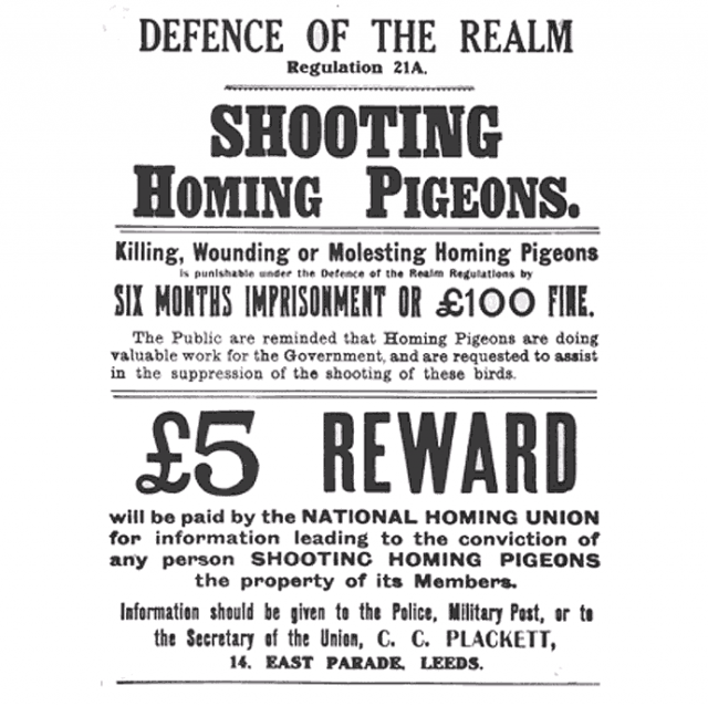 Shooting_Homing_Pigeons