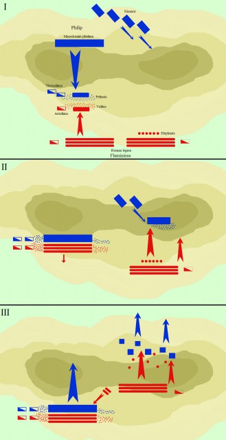 the major phases of Cynoscephalae