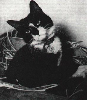 https://en.wikipedia.org/wiki/Simon_%28cat%29 Simon in Surrey under quarantine in November 1949