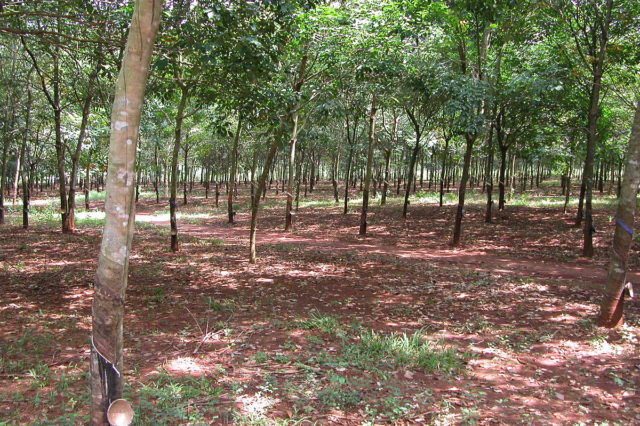 Site of the battle in 2005.