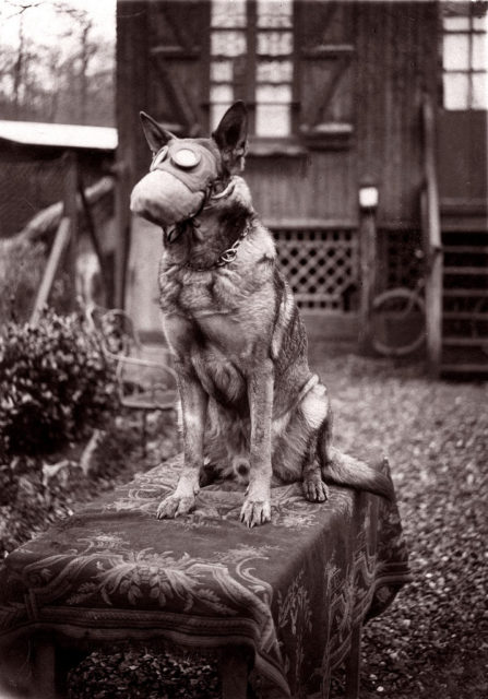 Dog with a gas mask, c.1916 (janwillemsen / Flikr / CC BY-SA 2.0)