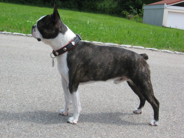 Stubby's exact breed is not known, but he's thought to be a Bull or Boston terrier. Pictured above is a Boston terrier. Photo credit