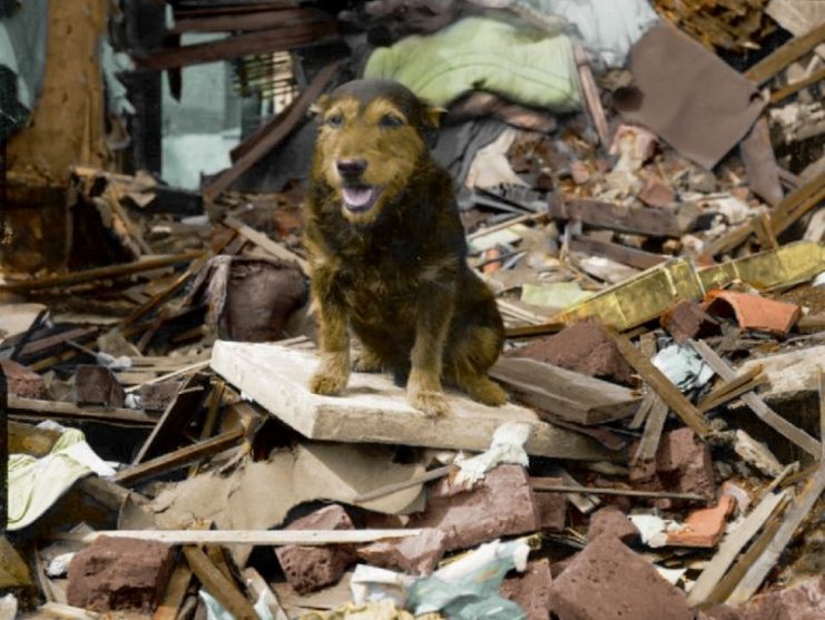 Air Raid Precautions dog ‘Rip’ sits on top of a pile of brick rubble and timber, following an air raid in Poplar, London. 5 August 1941. Paul Reynolds / mediadrumworld.com