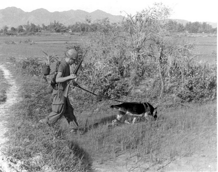 U.S. Army SP4 Bealock and German Shepherd scout dog “Chief” on patrol in Vietnam.