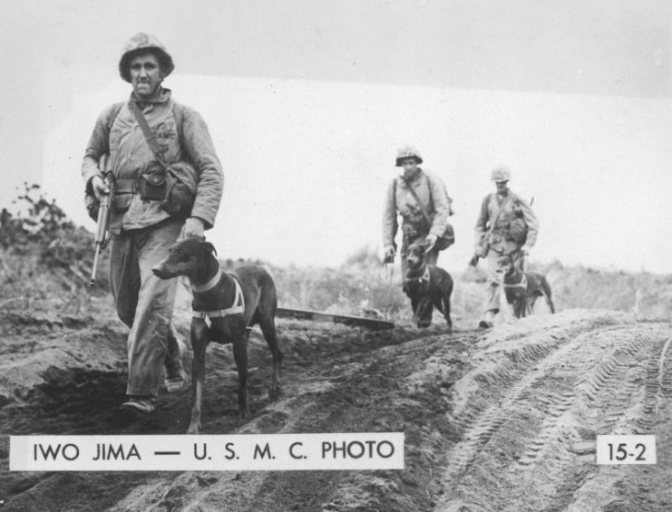 Members of the US Marine Corps Dog platoon moving up to the front lines of Iwo Jima, Japan, 1945