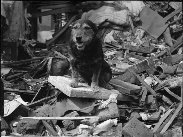 Rip, search and rescue dog, awarded the Dickin Medal for bravery in 1945, died a year later.