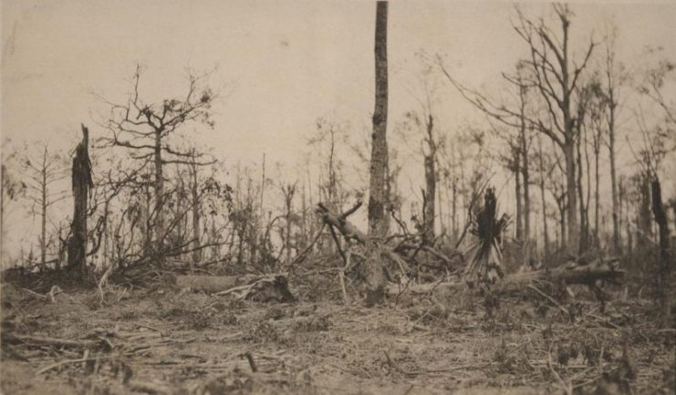 Tree Damage, Belleau Wood, circa 1918. By USMC Archives / CC BY 2.0