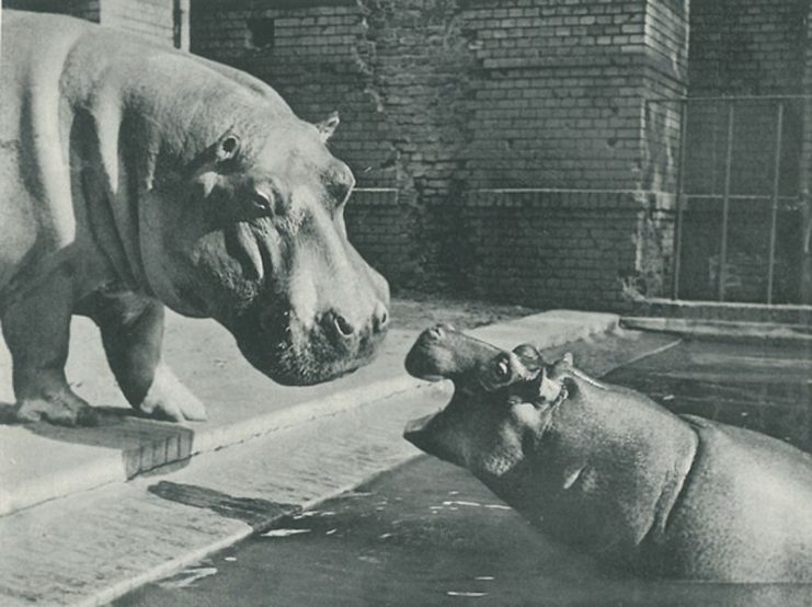 Postwar picture of hippos Knautschke and Bulette, one of his 35 offspring. (Zoologischer Garten Berlin)
