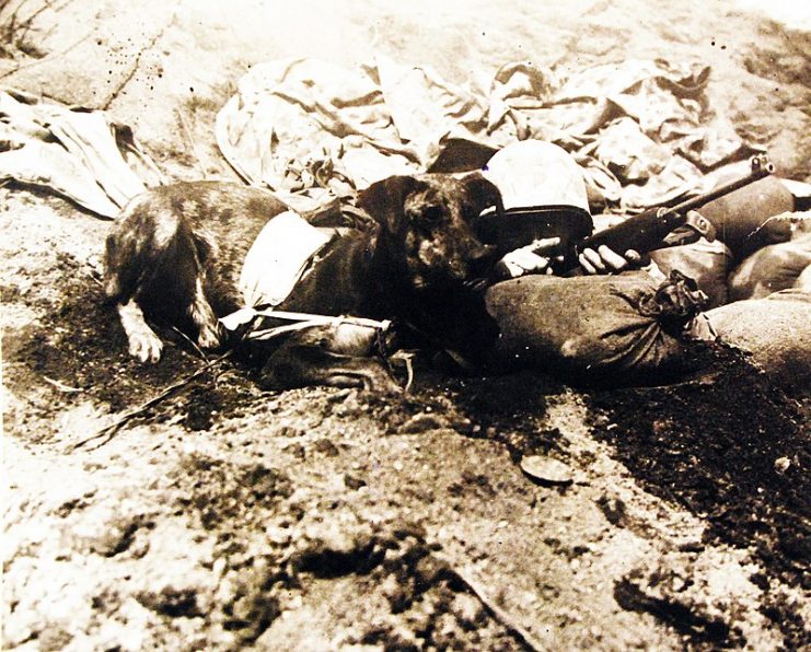 Crouching in a foxhole they share in Iwo Jima are Marine Corporal Virgil S. Burgess and his courier dog, Prince.