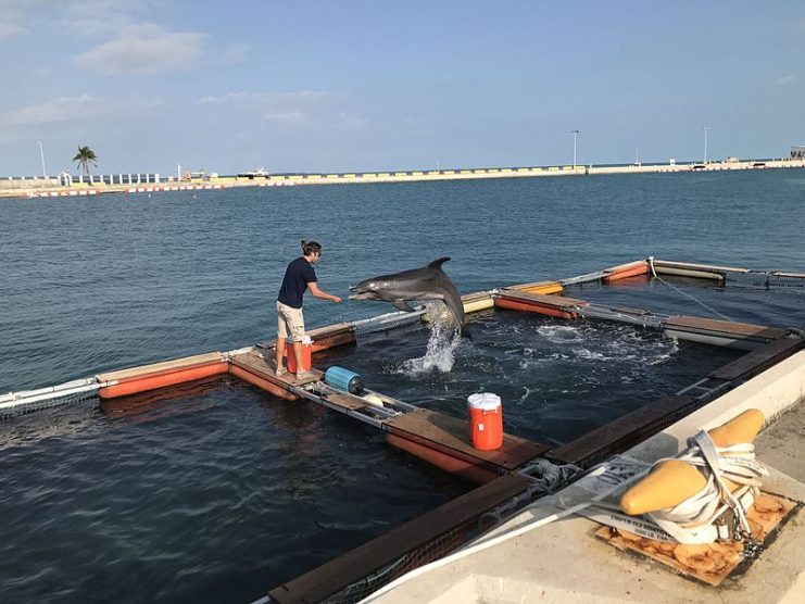 A trainer with the U.S. Navy Marine Mammal Program works with the dolphin Constellation during training at Naval Air Station Key West’s Truman Harbor.