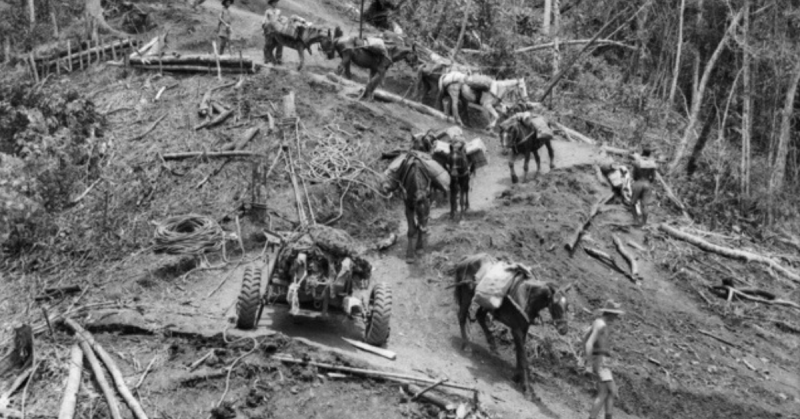 Mules and pack horses being led past a 25–pounder being hauled forward on the first leg of the track from Owers’ Corner. (Kokoda Track Campaign).