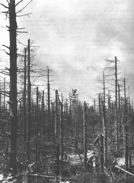 Artillery-damaged trees during the Battle of Hürtgen Forest.