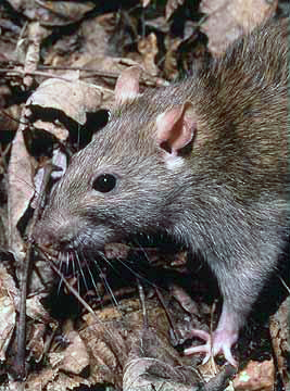A Brown Rat