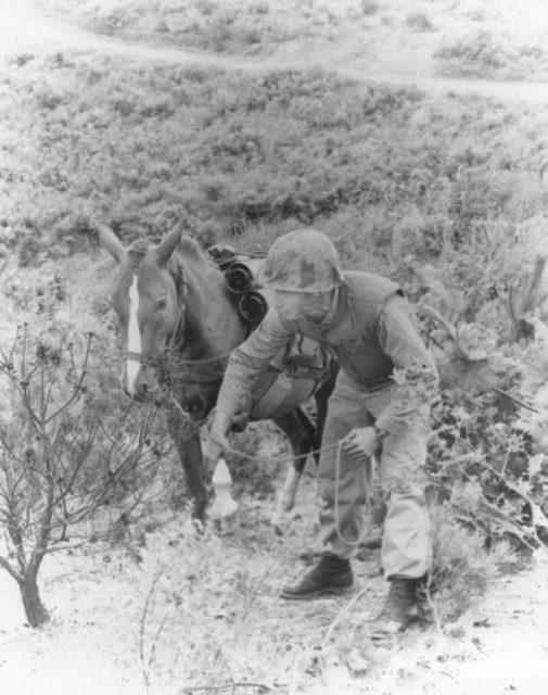 Platoon Sergeant Joe Latham was Reckless’ trainer.