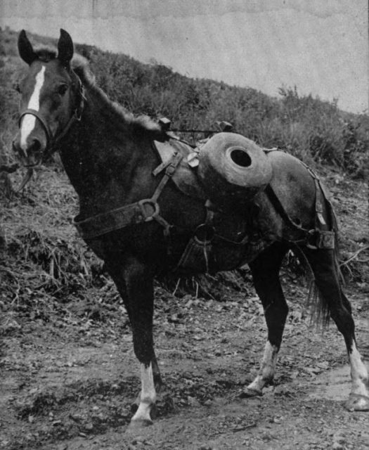 Sergeant Reckless a highly decorated US Marine Corps artillery horse in the Korean War.