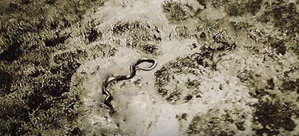 Belgian pilot Remy Van Lierde claimed that while flying above the wilderness of the Katanga Province (in the southeast of the Belgian Congo) in 1959 that he took this photo of a giant snake.
