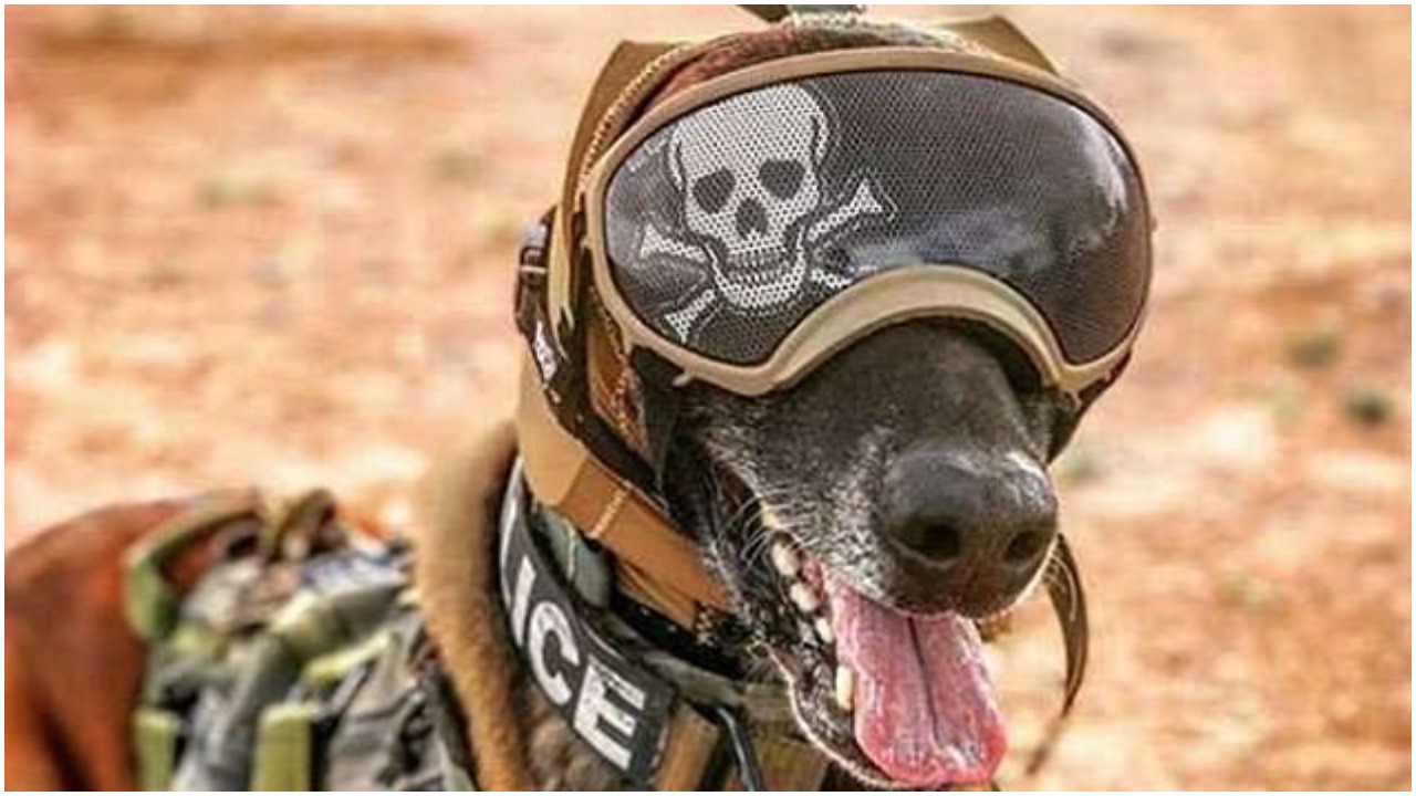 US Army Develops SoundDeadening Headgear for Their Military Dogs