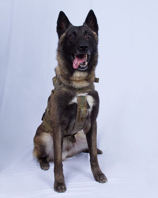 A declassified image of Conan that helped capture and kill Abu Bakr al-Baghdadi, the leader of ISIS