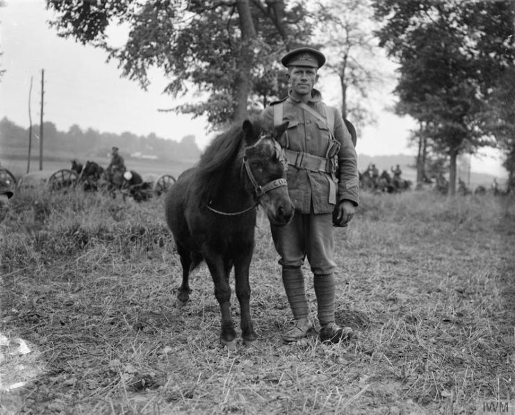 German pony who was found and adopted by troops of the King’s Royal Rifle Corps on the Western Front. Albert-Amiens road. September 1916.