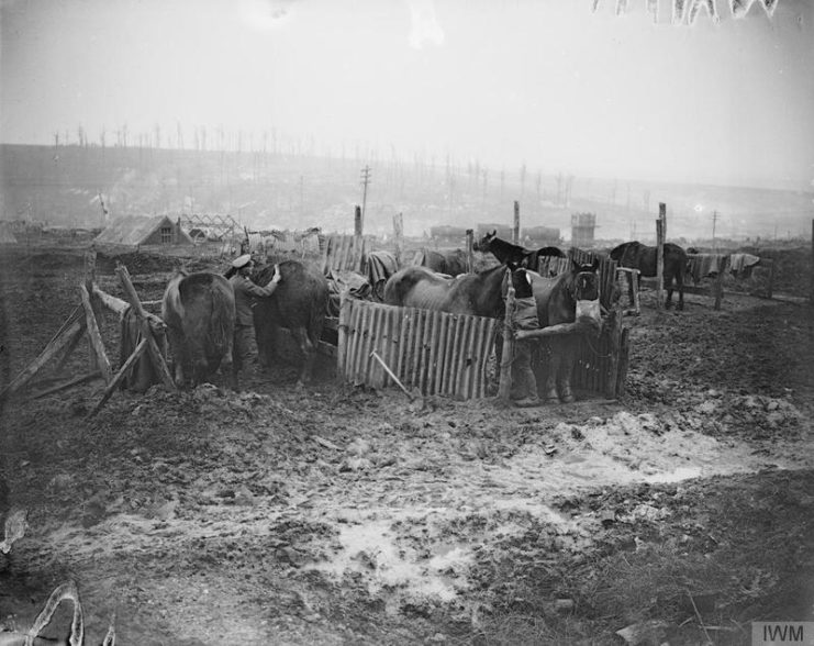 Improvised horse shelter. Near Bazentin, November 1916.
