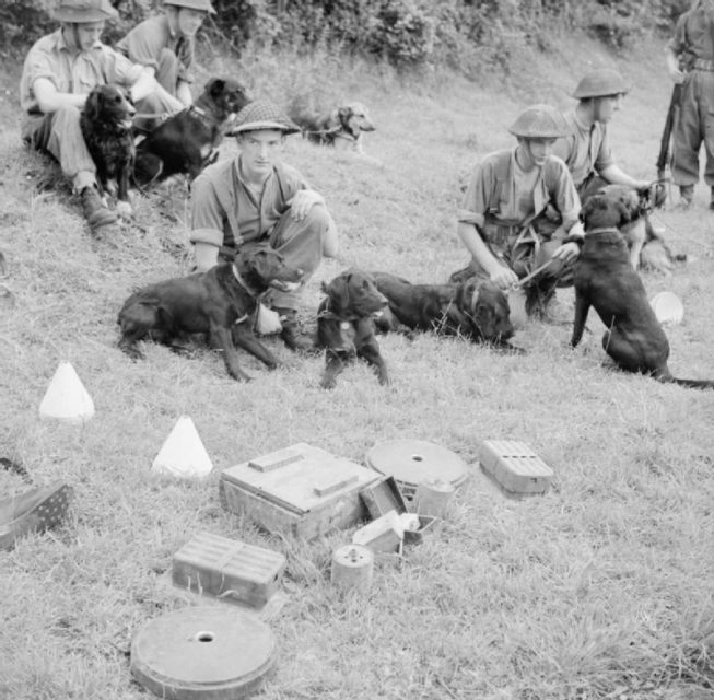 Dogs and their carers of No. 1 Dog Platoon, 277th Corps Field Park Company, Royal Engineers, with mines they located at Bayeux, 5 July 1944.