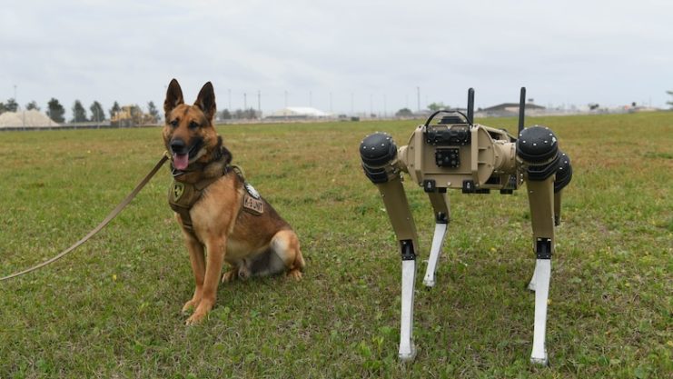 Sunny, a 325th Security Forces Squadron military working dog, poses next to a Quad-legged Unmanned Ground Vehicle at Tyndall Air Force Base, Fla., March 24, 2021. U.S. Air Force photo