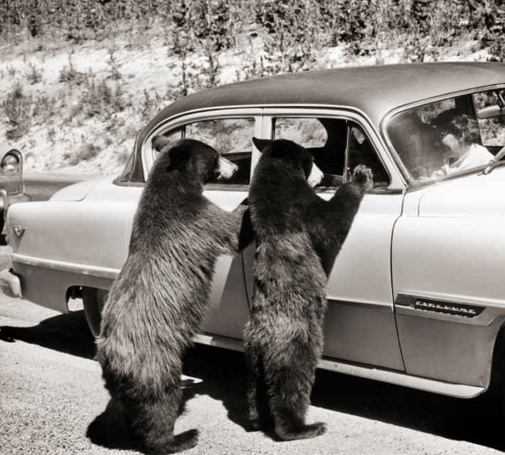 bears looking into car at yosemite park, and airmen scrambling to their planes (unrelated)