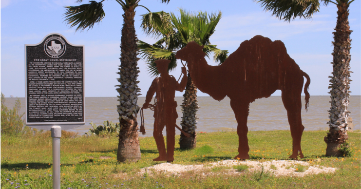 Camel Corps State Marker in Indianola, Texas