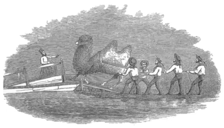 Drawing that illustrates the camels journey to the United States
