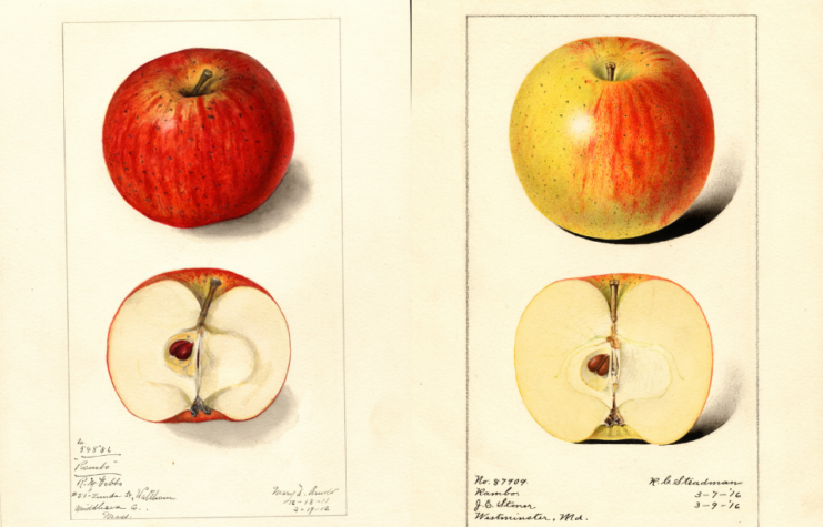 The apples that Rambo got his name from.