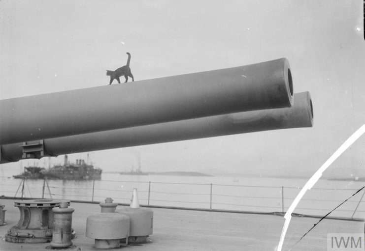Cat walking along a 15-inch-long gun on a ship