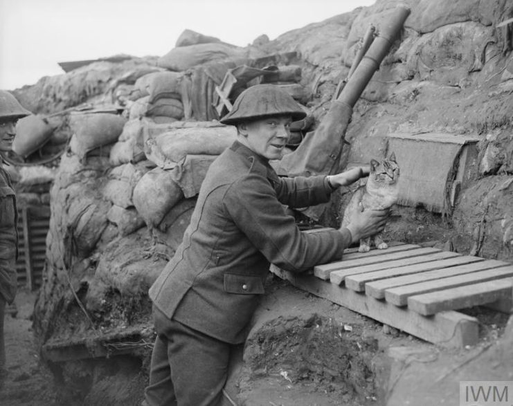 British soldier standing in a trench with a cat