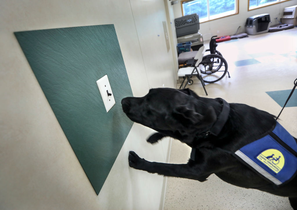 VA Launching Service Dog Program For Veterans With PTSD