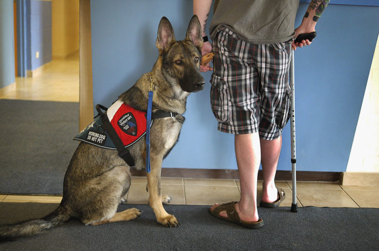 Service dog sitting beside its owner, who is standing with the assistance of a cane