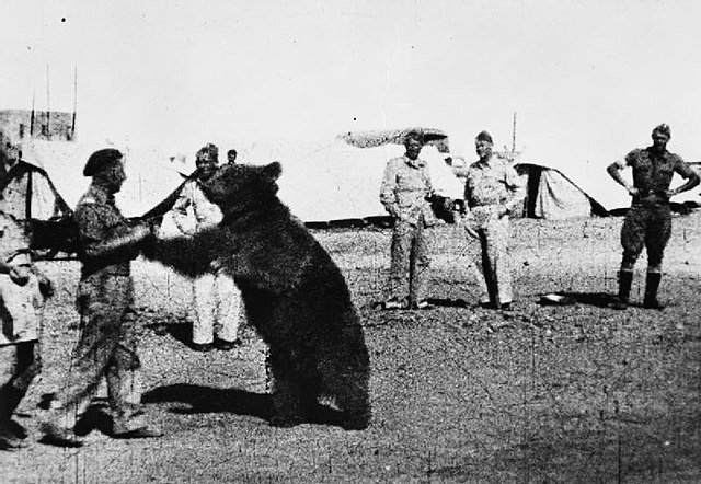 Soldiers watching as Wojtek wrestles with a comrade